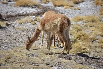 Private 3-Day Experience in Salar de Uyuni from Atacama