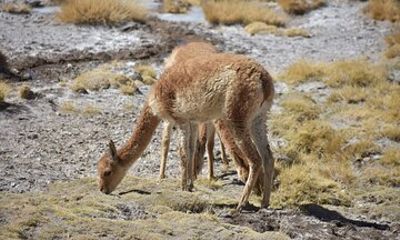 Private 3-Day Experience in Salar de Uyuni from Atacama