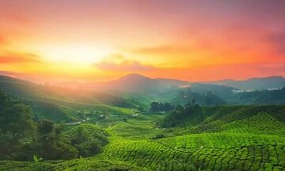 Overnight Munnar from Kochi