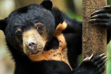 Sandakan to Kinabatangan Multi-day Tour