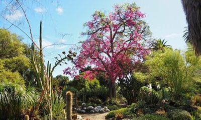 Ruth Bancroft Garden General Admission Ticket