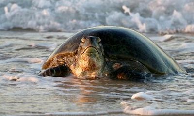 Ningaloo Turtle Watching and Stargazing Tour