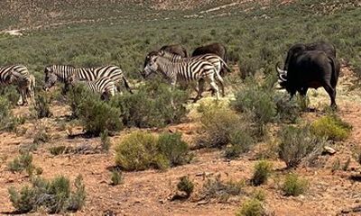 Cape Town Full Day Safari Adventure at Private Game Reserve