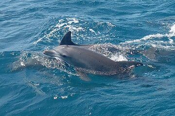 Wasini Dolphin and Snorkeling Excursion