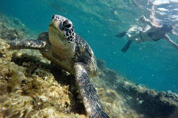 Apo Island Snorkeling Day Tour: Swim with Turtles