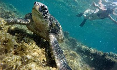Apo Island Snorkeling Day Tour: Swim with Turtles