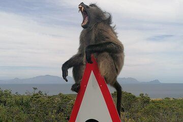 Half Day Cape Of Good Hope and Penguins Tour
