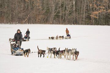 Ultimate Dog Sledding Tour - Day trip from Ottawa & Gatineau