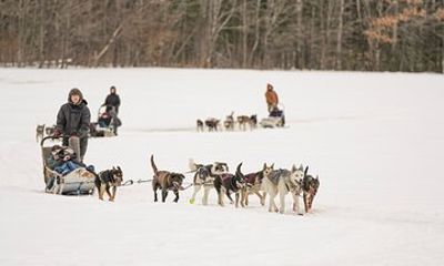 Ultimate Dog Sledding Tour - Day trip from Ottawa & Gatineau