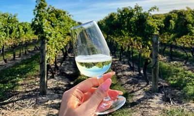 A Delightful Afternoon Wine Tour: 4 Wineries & Charcuterie