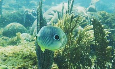 Rincon Snorkeling Adventure