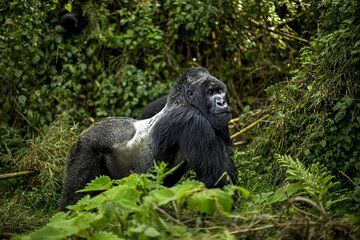 1 Day Gorilla Trekking Safari Experience in Rwanda