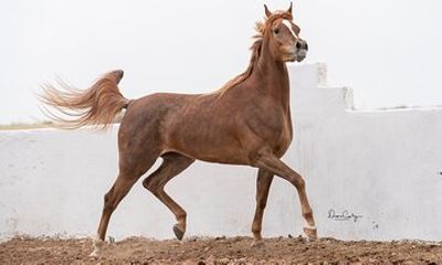 Horses Horses Thoroughbred Arabian Asylum Show