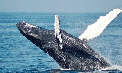 Cape Agulhas and Whale Watching with Shark Cage Diving Day Tour