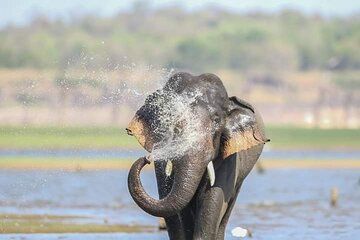 Minneriya National Park Safari (private, all included)