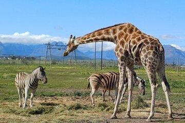 Cape Town Wildlife and Wine Tour: Giraffe and Cheetah Outreach