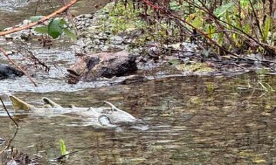 Rivers of Life Victoria's Salmon Run Experience
