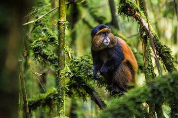 3 Days Volcanoes Gorilla and Golden Monkey Safari