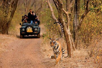 Pench National Park Safari with Transfers from Nagpur