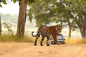 Panna National Park Tiger Safari with Transfer from Khajuraho