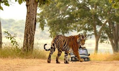 Panna National Park Tiger Safari with Transfer from Khajuraho