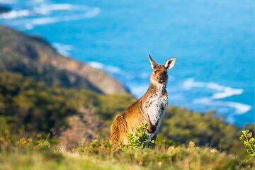 Bush and Bay in a Day