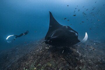 Private Snorkeling and Freediving Trip to Manta Point