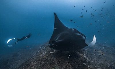 Private Snorkeling and Freediving Trip to Manta Point