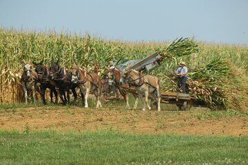 Amish Farmlands Tour