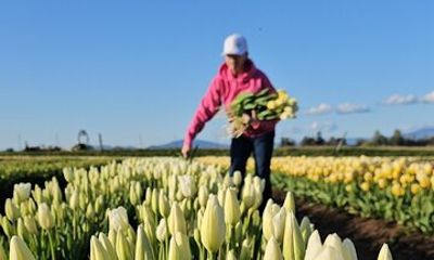 Tulip Valley Farms U Pick Experience