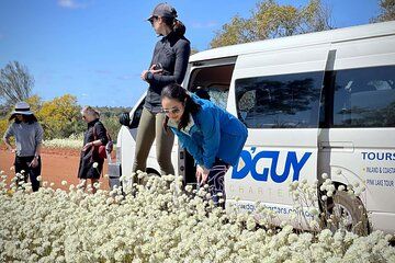 Kalbarri Wildflower Tour