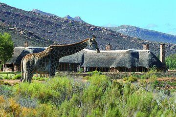 Cape Town Big Five Safari with Lunch and Transport