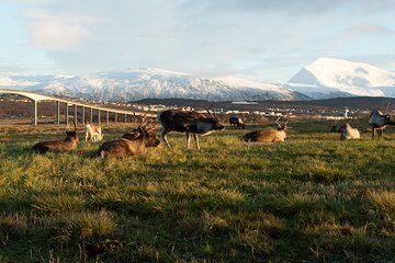 Summer Scenic Fjords Road Trip Cruise ship pickup included