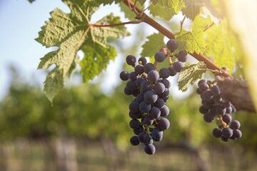 Evening of Wine and Scenic Views in Skiathos