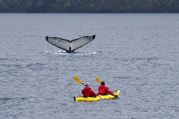 Kayaking with Whales and Wildlife Watching From Punta Arenas