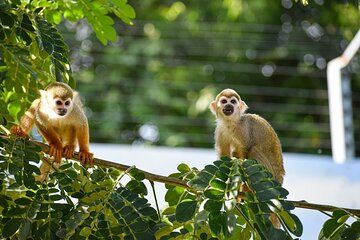 Squirrel Monkey Encounter and Lunch from Puerto Plata