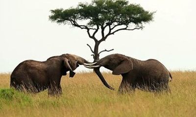 Amboseli National Park from Nairobi 3 Days and 2 nights