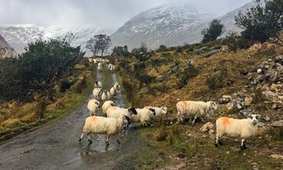 Back Roads Rural Private Tour around Killarney and the Reeks