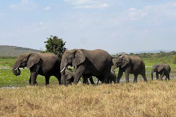 9-Day Best Rwanda Safari Gorillas, Big Five, Nyungwe & Lake Kivu