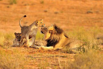 10 Days Tanzania Experience by Jeep