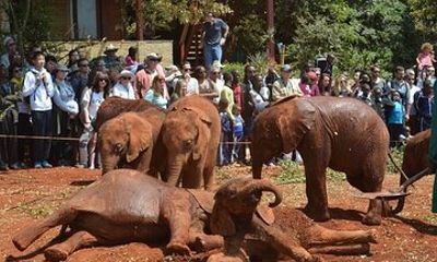 Nairobi National Park and Baby Elephant with Free pick up