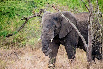 1 Day Akagera National Park Safari Adventure Quest