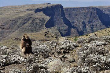 Conquer the Heights Trek to Ras Rashen Ethiopia