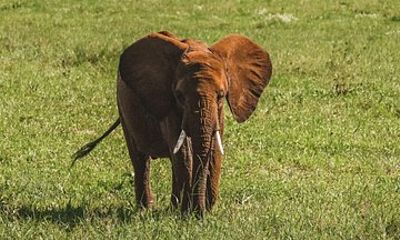 7 Day Off Peak Tanzania Safari