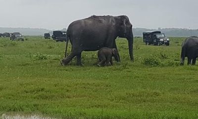 Minneriya Jeep Safari with Shopping Tour from Trincomalee