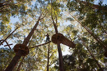 Western Sydney Tree Ropes Course