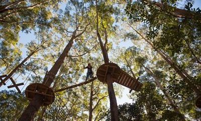 Western Sydney Tree Ropes Course