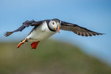 Ultimate Atlantic Puffin Experience