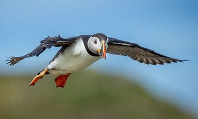 Ultimate Atlantic Puffin Experience