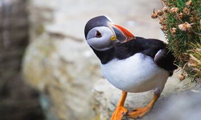 Taxi / Tours of Orkney (self guided)